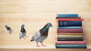 Pigeons Can Kind of Read